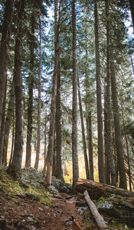 廣西綠盾蟲害防治服務(wù)有限公司